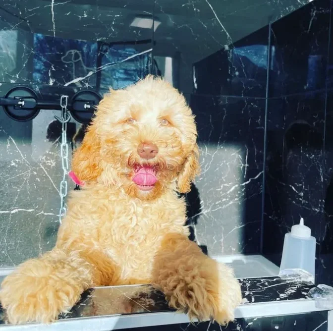 Hund in der Badewanne